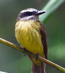 Golden-crowned flycatcher httpsuploadwikimediaorgwikipediacommonsthu