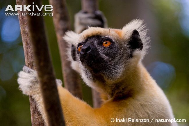 Golden-crowned sifaka Goldencrowned sifaka videos photos and facts Propithecus