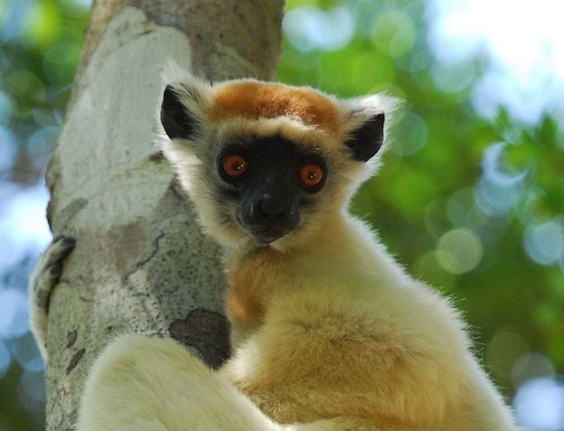 Golden-crowned sifaka GoldenCrowned Sifaka Lemur Facts and Information