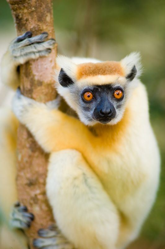 Golden-crowned sifaka 1000 images about Primates Old World Goldencrowned Sifaka