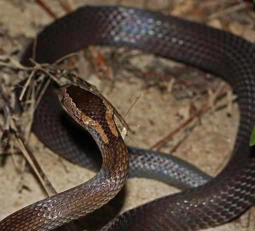 Golden crowned snake - Alchetron, The Free Social Encyclopedia