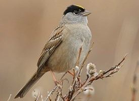 Golden-crowned sparrow httpswwwallaboutbirdsorgguidePHOTOLARGEGo