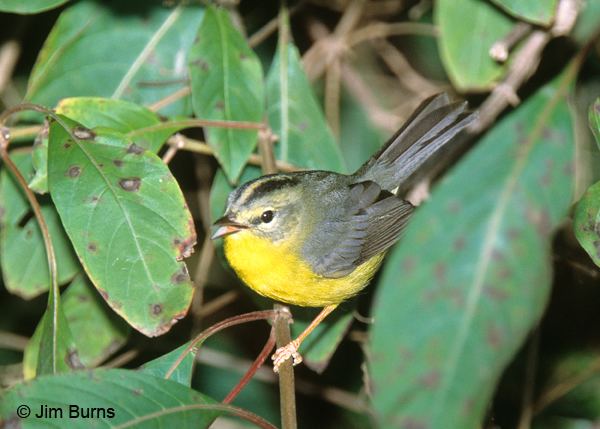 Golden-crowned warbler crowned Warbler