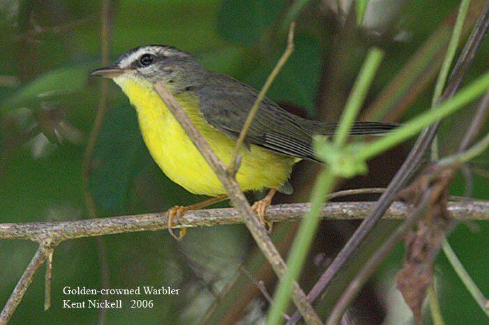 Golden-crowned warbler Mangoverde World Bird Guide Photo Page Goldencrowned Warbler