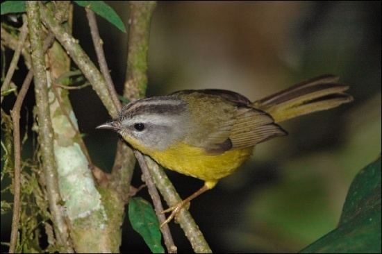 Golden-crowned warbler Goldencrowned Warbler BirdForum Opus