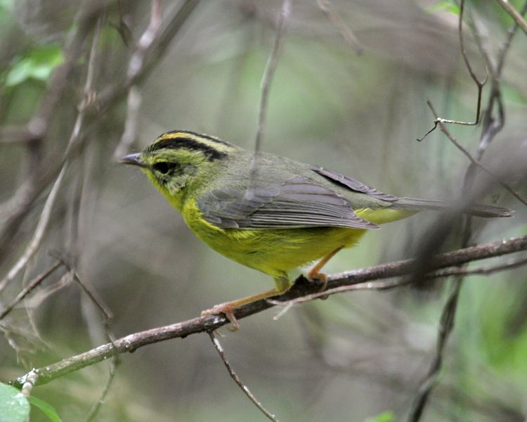 Golden-crowned warbler Goldencrowned Warbler photos Birdspix