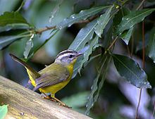 Golden-crowned warbler Goldencrowned warbler Wikipedia