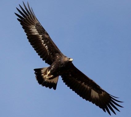 Golden eagle httpswwwallaboutbirdsorgguidePHOTOLARGEgo