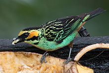 Golden-eared tanager httpsuploadwikimediaorgwikipediacommonsthu