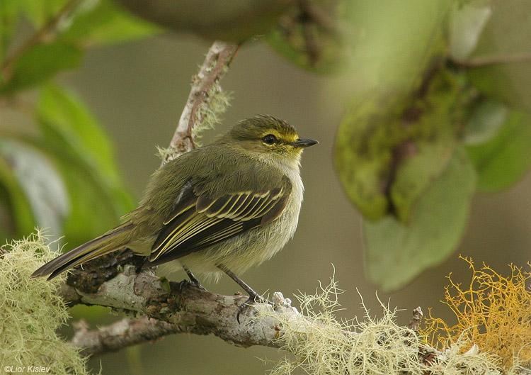 Golden-faced tyrannulet Goldenfaced Tyrannulet Zimmerius chrysops videos photos and