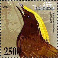 Golden-fronted bowerbird httpsuploadwikimediaorgwikipediacommonsthu