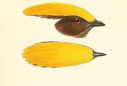 Golden-fronted bowerbird Goldenfronted bowerbird Wikipedia