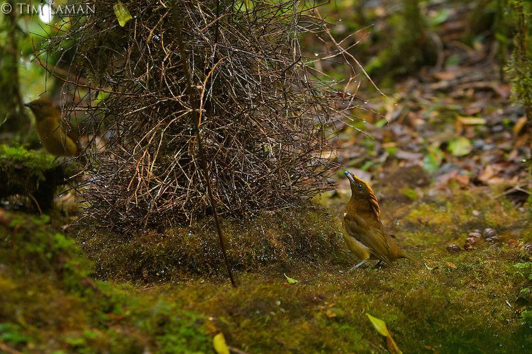 Golden-fronted bowerbird Bowerbirds artistic lovers An Art History of Nature