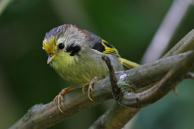 Golden-fronted fulvetta Surfbirds Online Photo Gallery Search Results