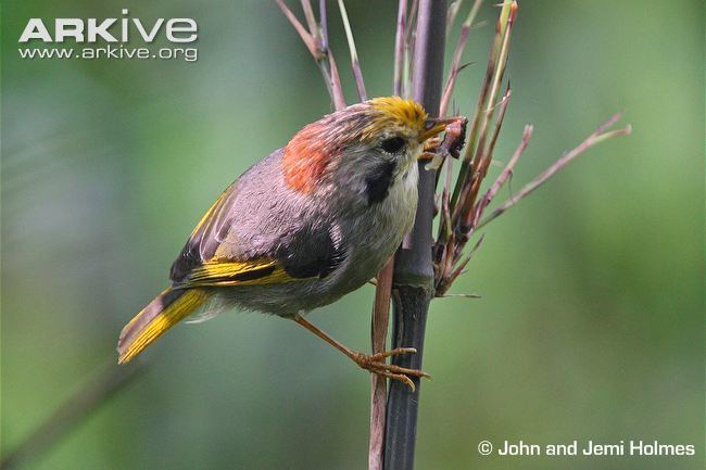 Golden-fronted fulvetta Goldfronted fulvetta videos photos and facts Alcippe