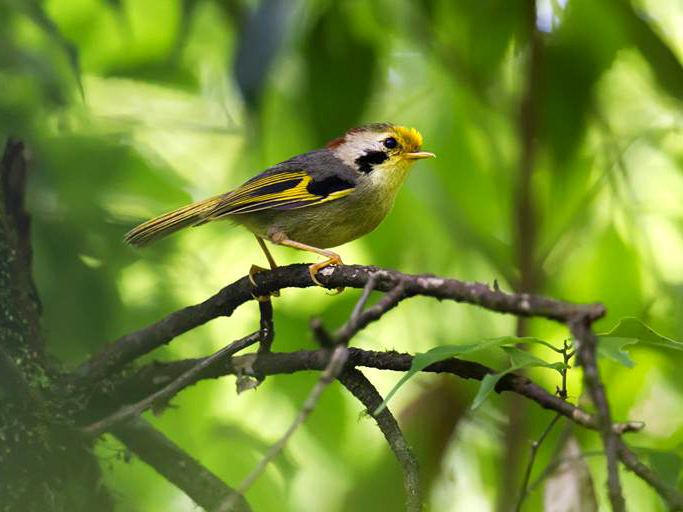 Golden-fronted fulvetta GoldfrontedFulvettaCraigjpg