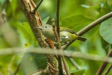 Golden-fronted greenlet Goldenfronted greenlet Wikipedia