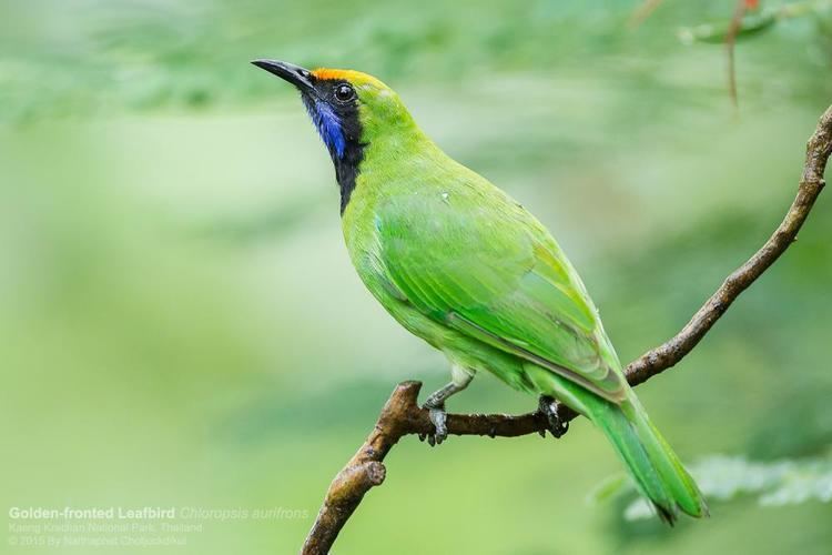 Golden-fronted leafbird Goldenfronted Leafbird Chloropsis aurifrons videos photos and
