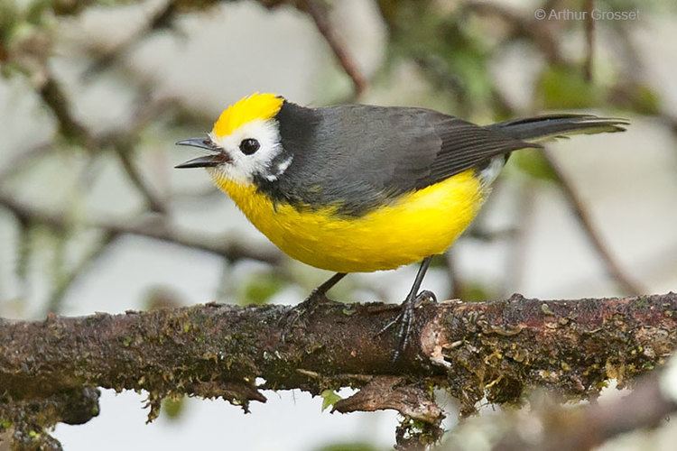 Golden-fronted whitestart Yellowfronted Whitestart Myioborus ornatus Goldenfronted Redstart