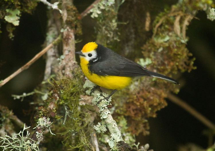 Golden-fronted whitestart Sapayoa Ecuador Bird Photos Photo Keywords Chingaza