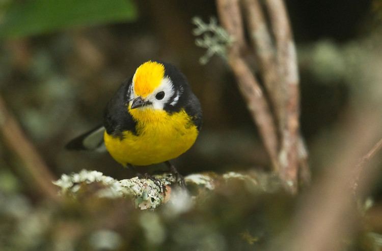 Golden-fronted whitestart Sapayoa Ecuador Bird Photos Photo Keywords Chingaza