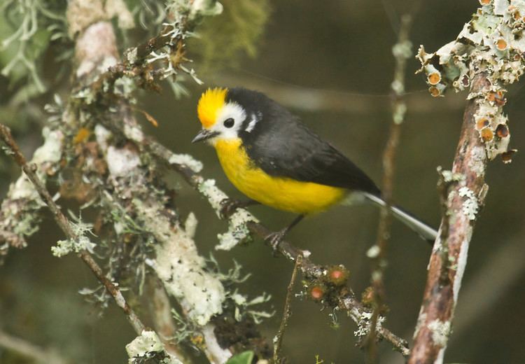 Golden-fronted whitestart Sapayoa Ecuador Bird Photos Photo Keywords Chingaza