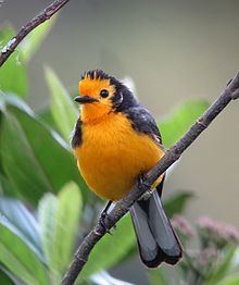 Golden-fronted whitestart httpsuploadwikimediaorgwikipediacommonsthu