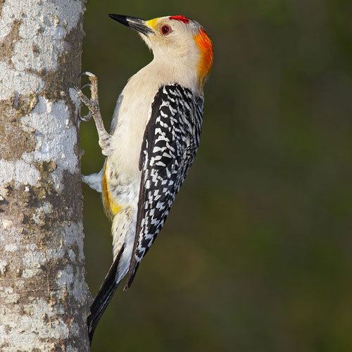 Golden-fronted woodpecker Goldenfronted Woodpecker Photos Smithsonian Migratory Bird Center