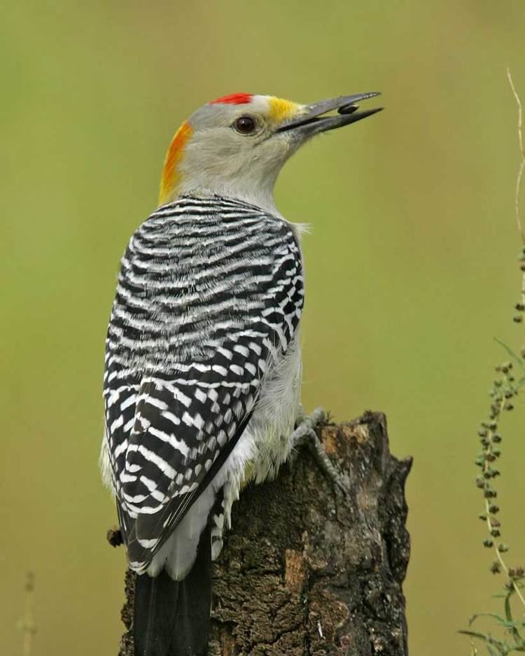 Golden-fronted woodpecker Goldenfronted Woodpecker Audubon Field Guide