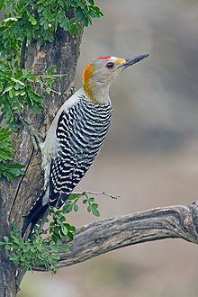 Golden-fronted woodpecker httpsuploadwikimediaorgwikipediacommonsthu
