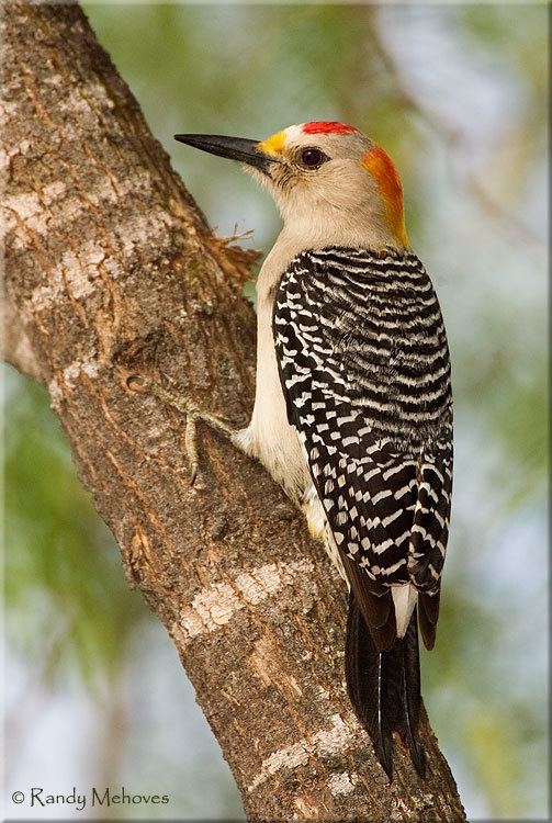 Golden-fronted woodpecker Goldenfronted Woodpecker CRW2116 RandyMehovesPhotographyCOM
