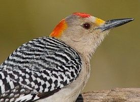 Golden-fronted woodpecker Goldenfronted Woodpecker Identification All About Birds Cornell