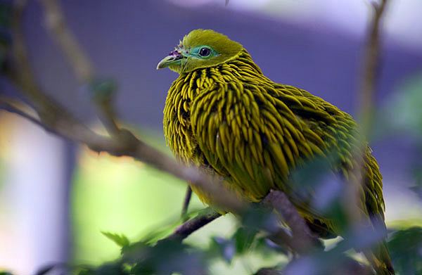 Golden fruit dove The Golden Fruit Dove Gets the Gold For Best Feathered Hairstyle