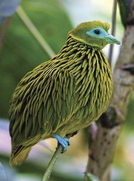 Golden fruit dove The Golden Fruit Dove Gets the Gold For Best Feathered Hairstyle