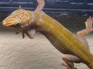 Golden gecko Readers39 Questions Answered Mites and Golden Geckos Gecko Time