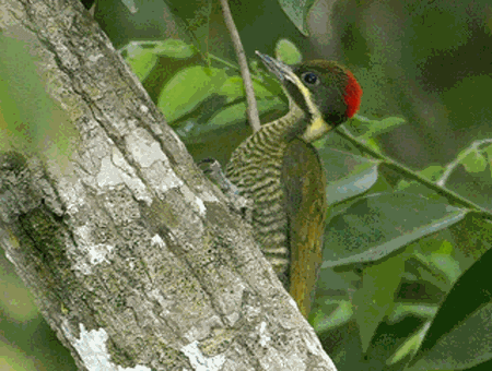 Golden-green woodpecker wwwplanetofbirdscomMasterPICIFORMESPicidaepi