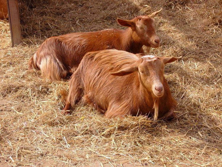Golden Guernsey The Goldern Guernsey The Goat Guide Complete Goat Resource