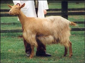 Golden Guernsey Golden Guernsey British Goat Society