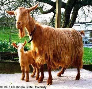 Golden Guernsey Breeds of Livestock Golden Guernsey Goats Breeds of Livestock