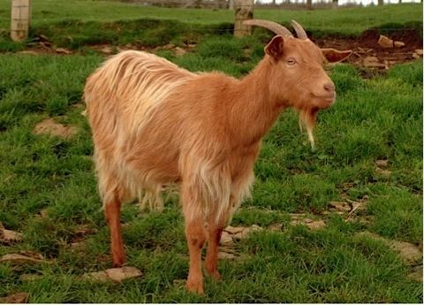 Golden Guernsey Adam39s Farm Animals Golden Guernsey goat Countryfilecom