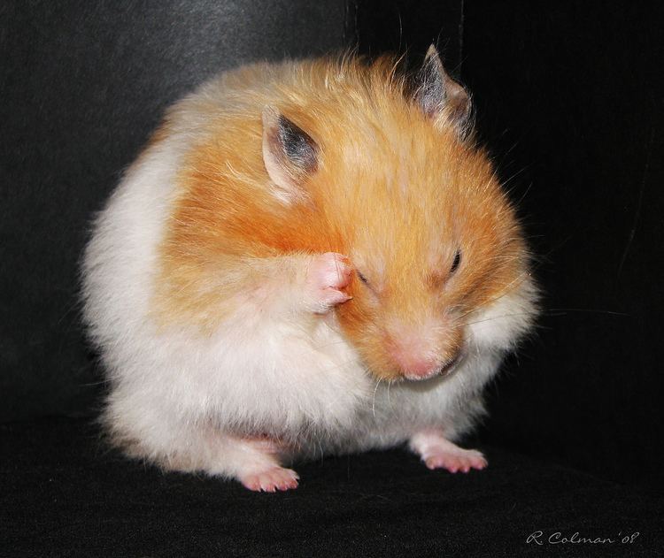 Golden hamster Syrian Hamster Guide Detailed Info Care amp Feeding