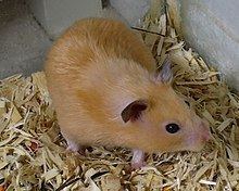 Golden hamster httpsuploadwikimediaorgwikipediacommonsthu