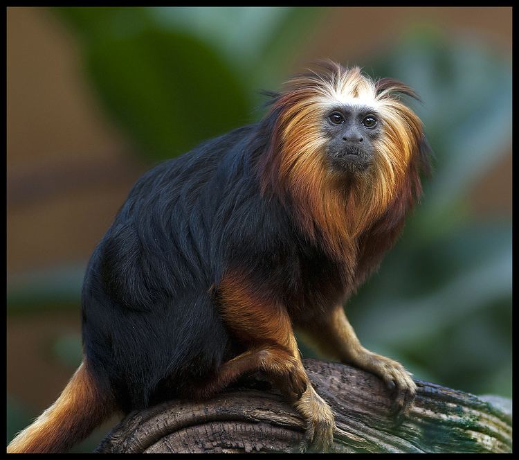 Golden-headed lion tamarin Golden Headed Lion Tamarin This picture is available on Ge Flickr