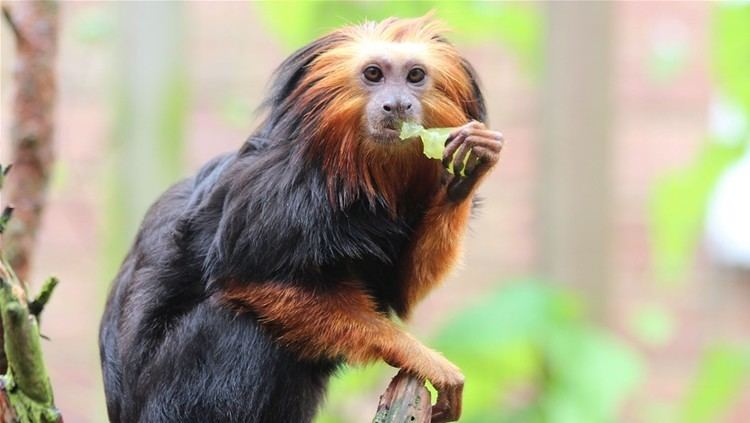 Golden-headed lion tamarin GoldenHeaded Lion Tamarins in the AMAZU area of the Zoo at