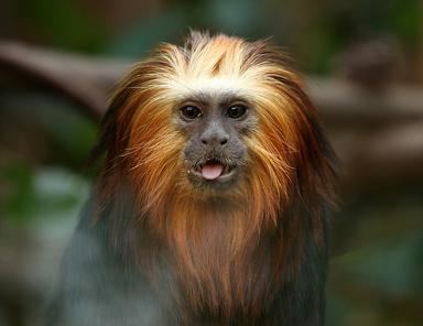 Golden-headed lion tamarin httpsbiodiversitywarriorswikispacescomfilev