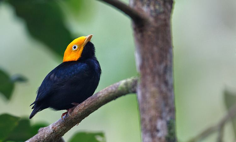 Golden-headed manakin Let39s do Some Zoology Golden Headed Manakin Pipra erythrocephala