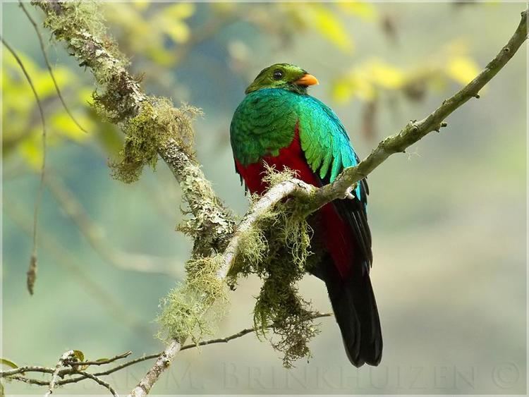 Golden-headed quetzal Goldenheaded Quetzal Pharomachrus auriceps videos photos and