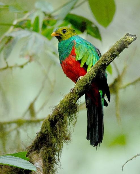 Golden-headed quetzal Surfbirds Online Photo Gallery Search Results