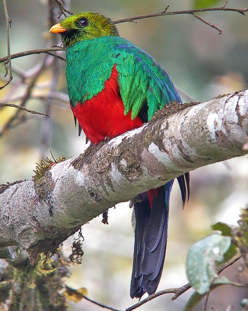 Golden-headed quetzal Surfbirds Online Photo Gallery Search Results