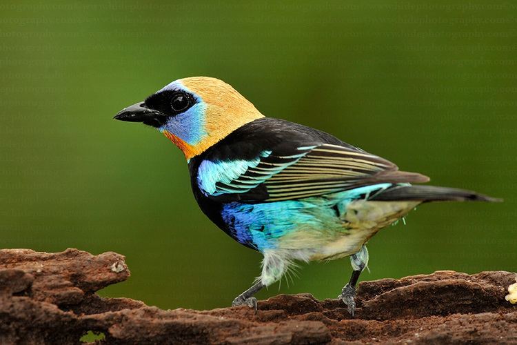 Golden-hooded tanager HidePhotography Home